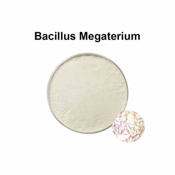 Bacillus megaterium is probiotic for animal health and agricultural probiotics