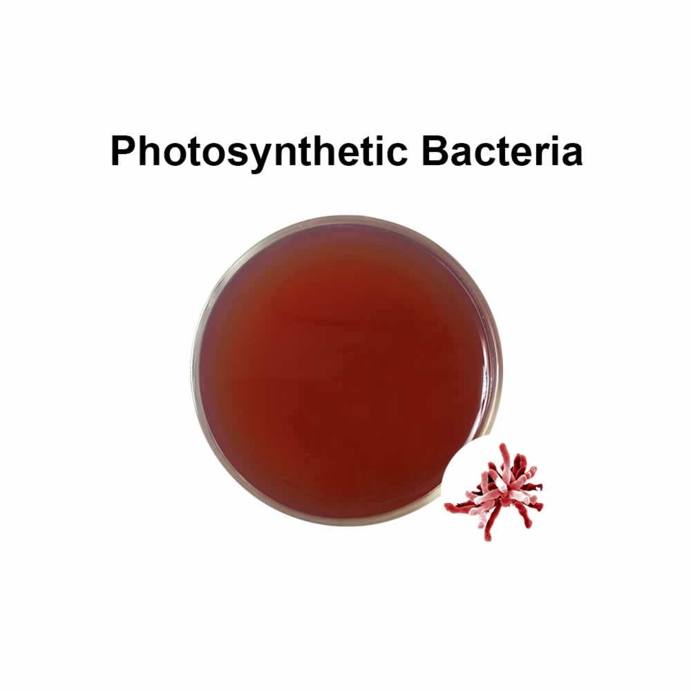 Photosynthetic bacteria