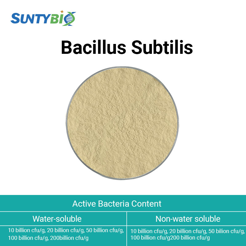  Bacillus subtilis
