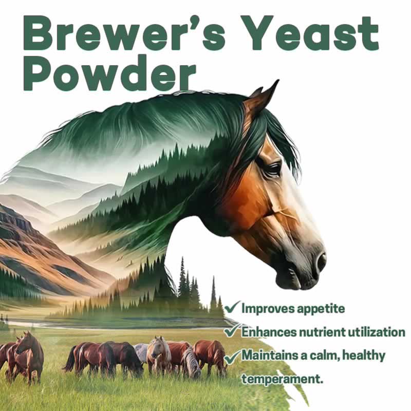 Beer yeast for horse racing, suitable for horse racing beer yeast