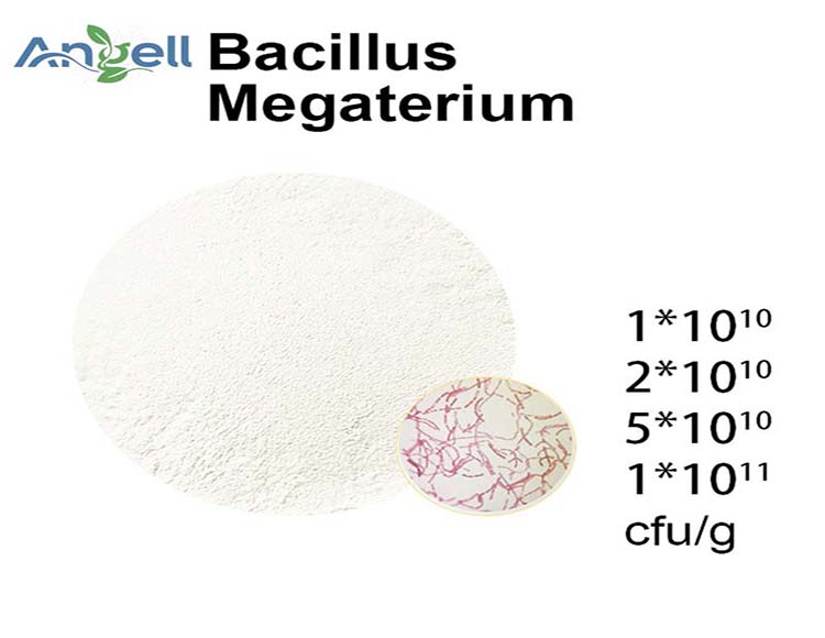 Bacillus megaterium is probiotic for animal health and agricultural probiotics