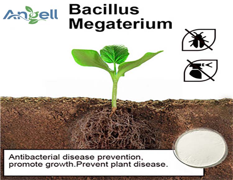 Bacillus megaterium is probiotic for animal health and agricultural probiotics