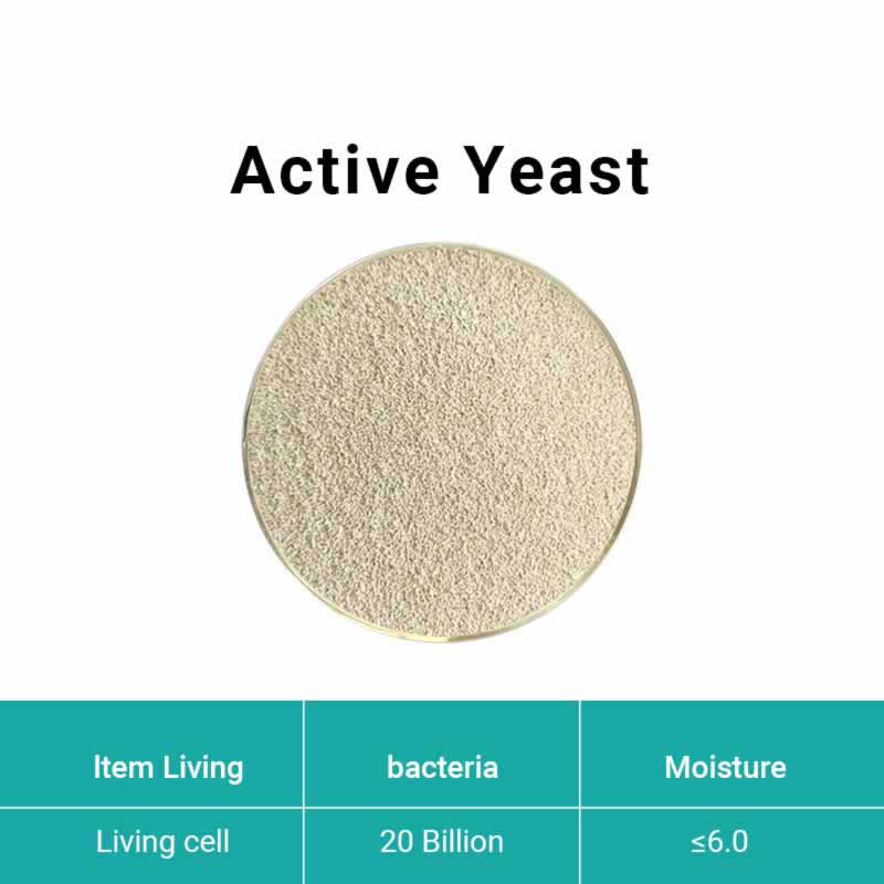  Active Yeast(Saccharomyces cerevisiae)